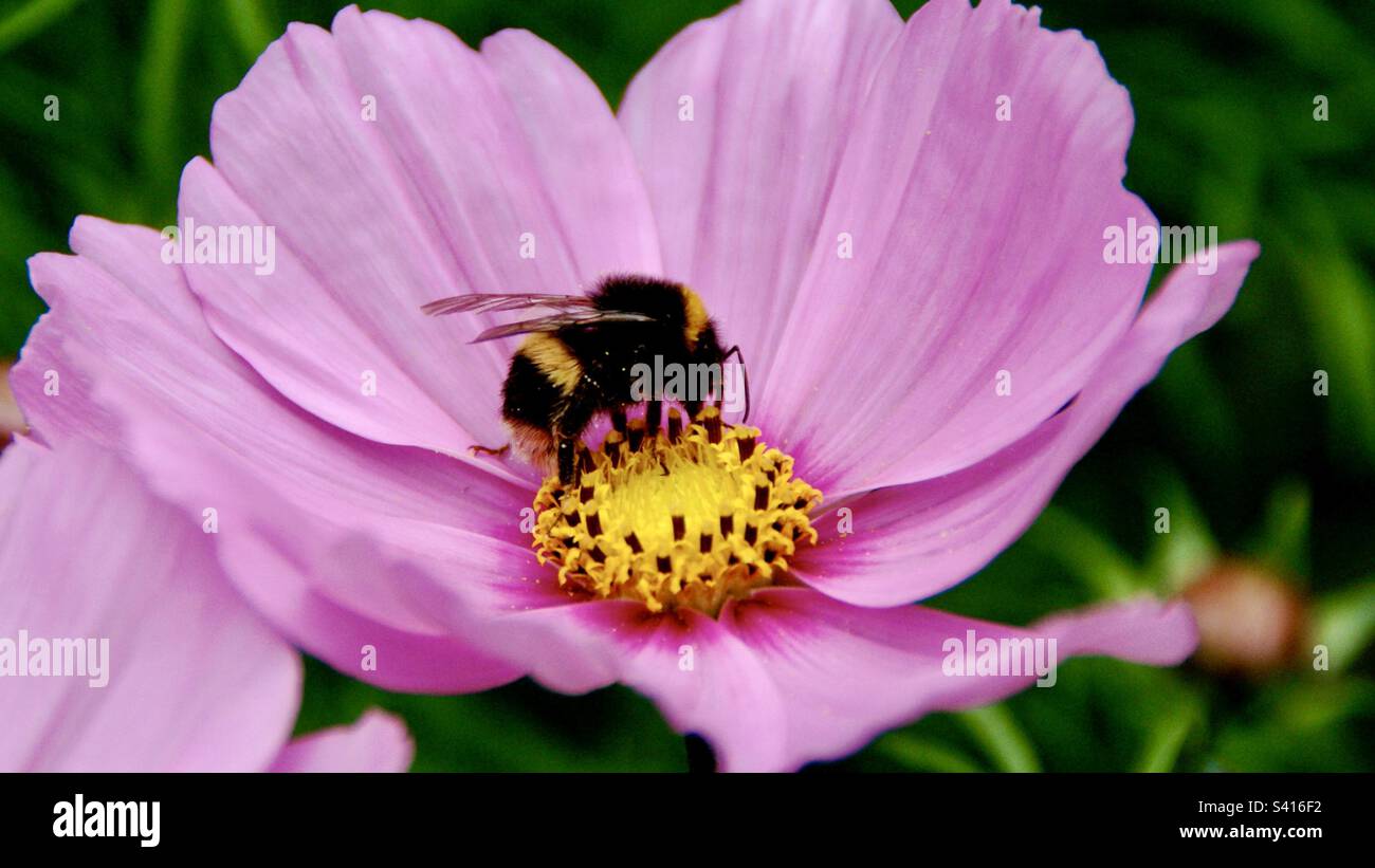 Bumble bee pollen hi-res stock photography and images - Alamy