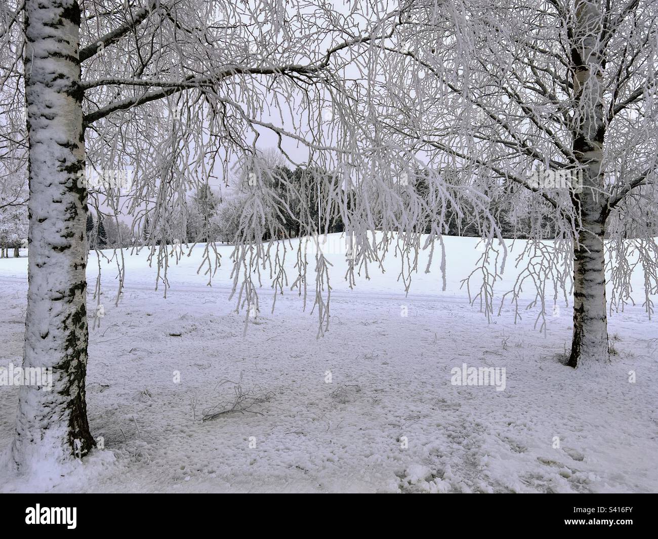 Still landscape with two birch trees on the sides and hoarfrost branches - Smartphone Captured Stock Image