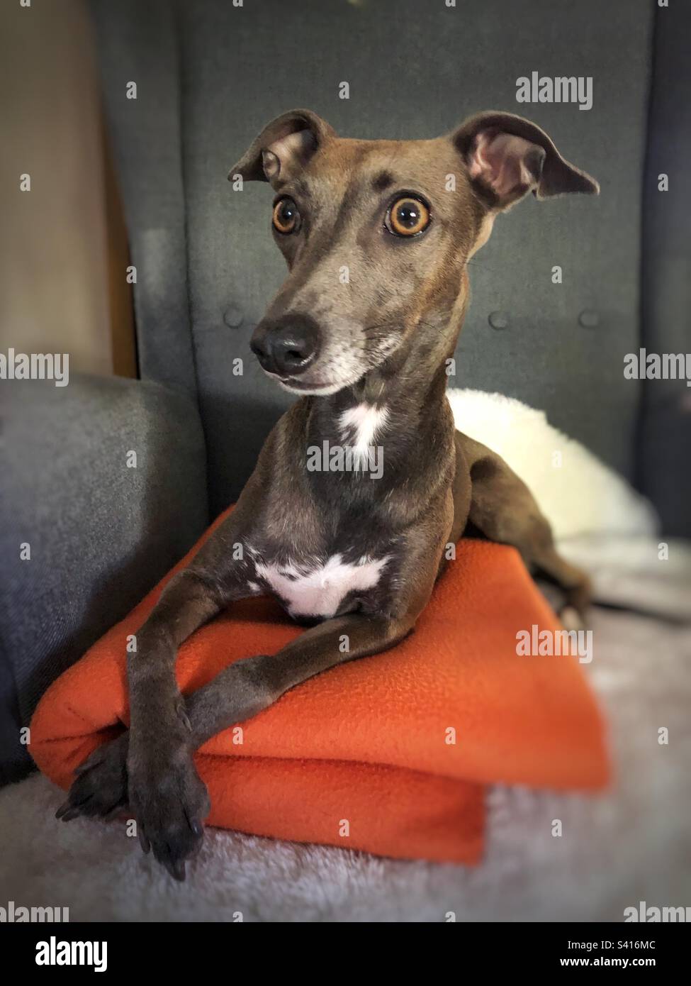 Italian greyhound sitting on couch - Smartphone Captured Stock Image