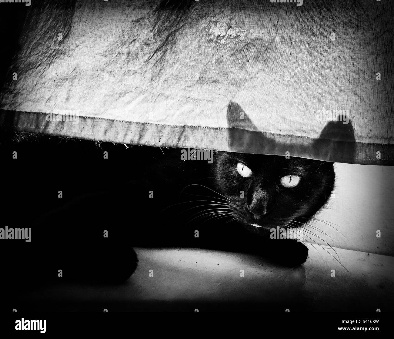Black cat hiding behind a white curtain - Smartphone Captured Stock Image