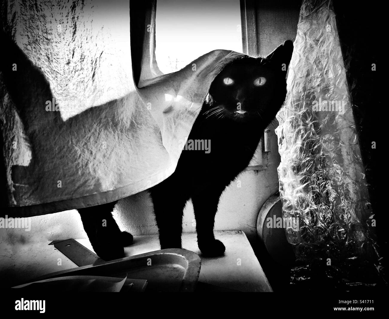 Black cat hiding behind a curtain - Smartphone Captured Stock Image
