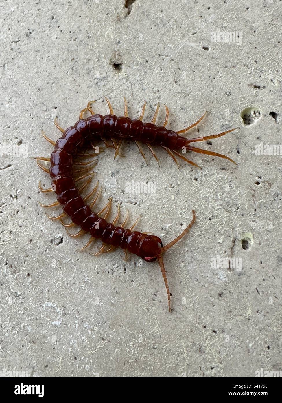 Centipedes Poisonous