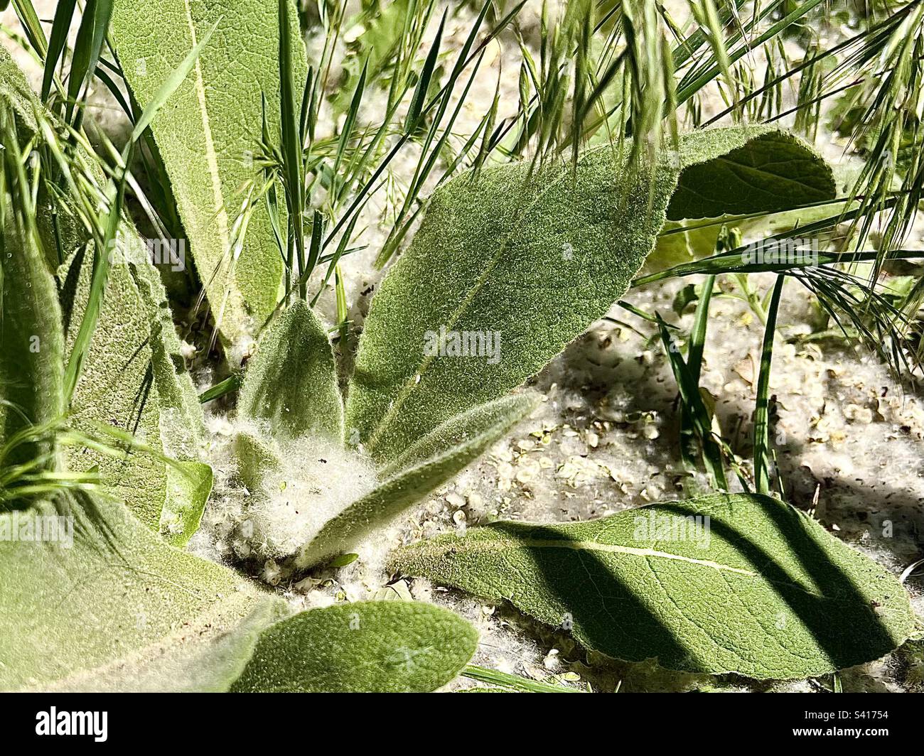 Fluffy Mullein Verbascum thapsus (L.) leaves, covered in fluff. Stock Photo