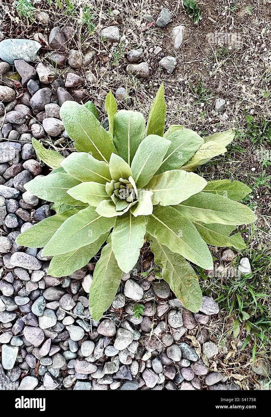 Mullein Verbascum thapsus (L.) growing on the edge of gravel and dirt Stock Photo