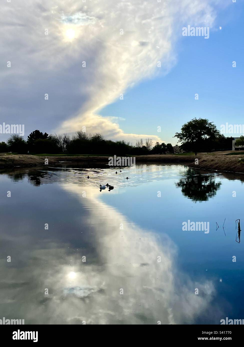 Ducks and mallards creating ripples in the reflection of the sun battling the pearly clouds of a storm front, golf course pond, Scottsdale, Arizona, rosewood tree reflection on horizon Stock Photo