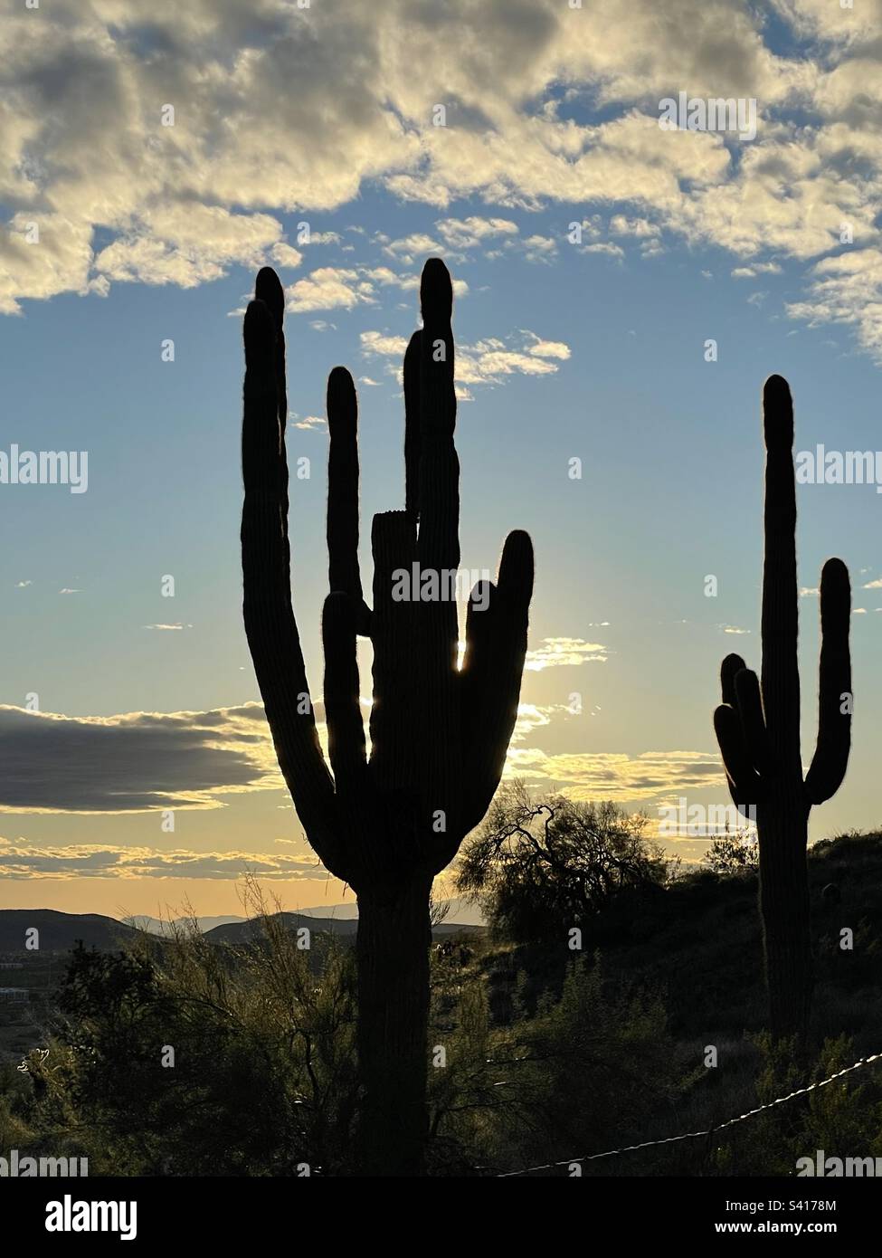 Cacti arizona desert sunset hi-res stock photography and images - Alamy