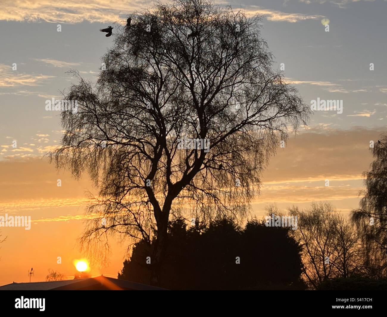 Sunrise capturing bird flying to the tree Stock Photo Alamy