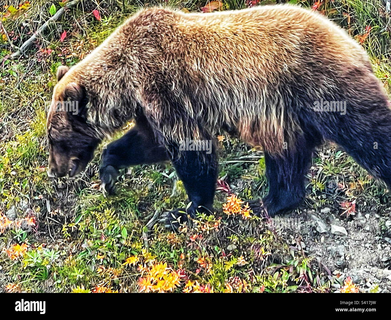 Berries in denali national park hires stock photography and images Alamy