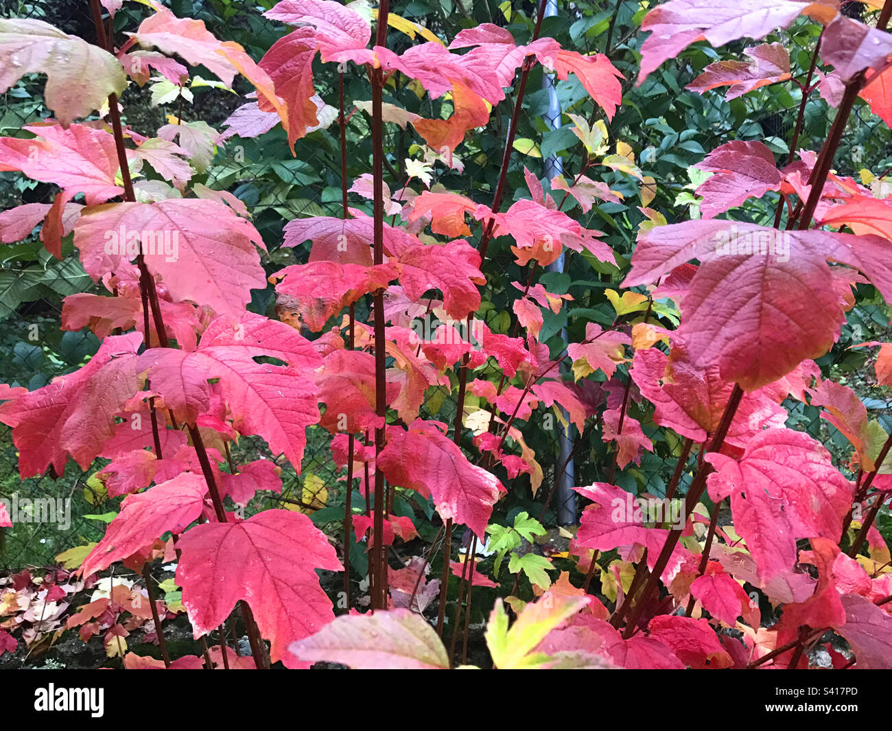 Autumn leaves - Smartphone Captured Stock Image