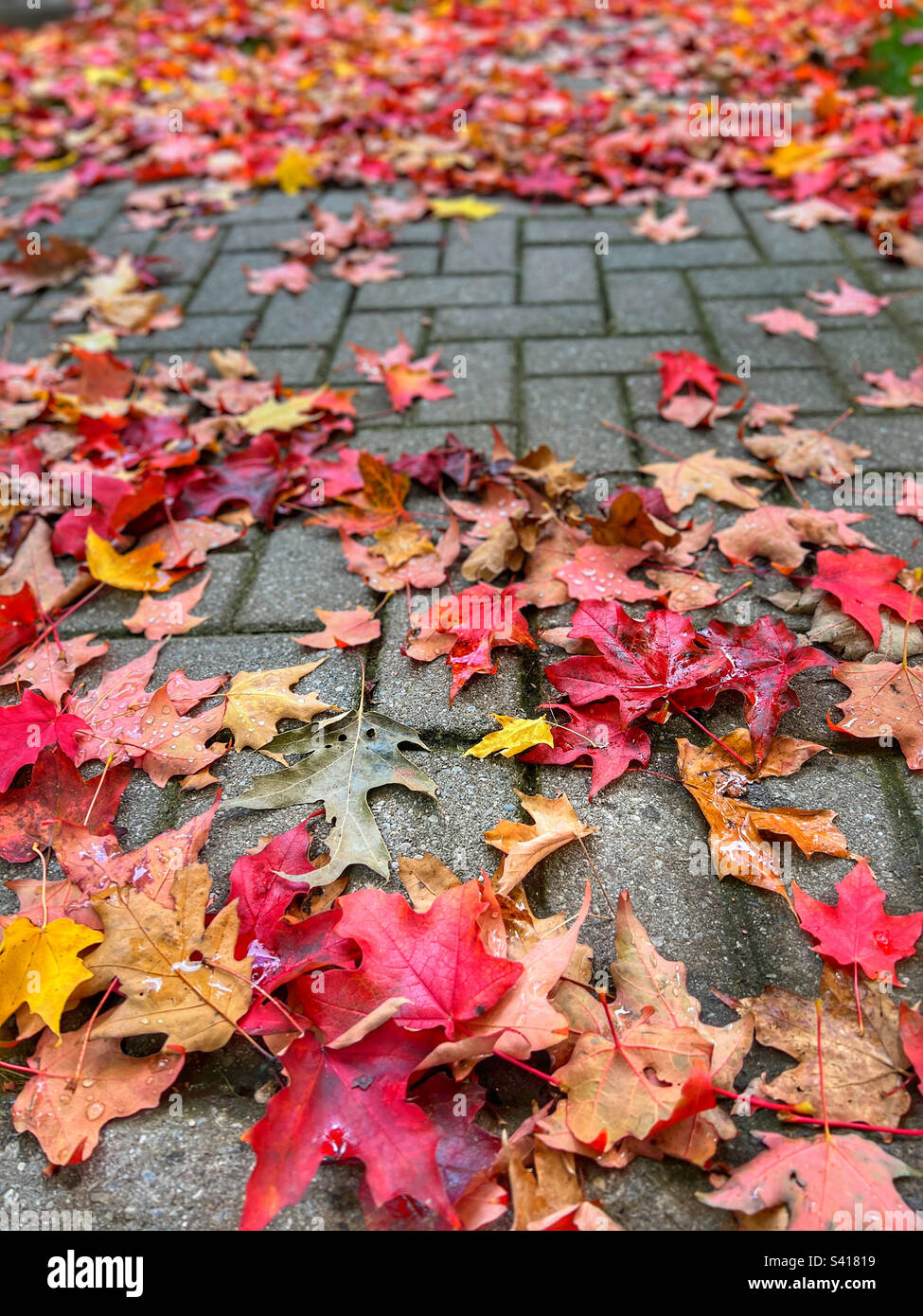 Vibrant red, orange and yellow coloured autumn maple leafs on stone walkway - Smartphone Captured Stock Image