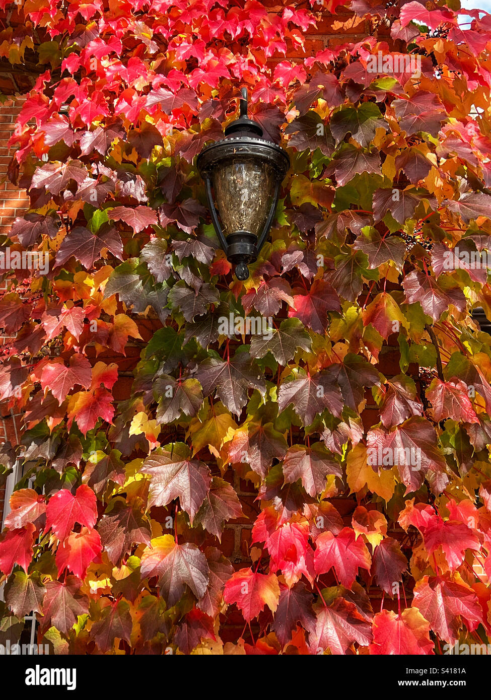 Outdoor light on wall completely covered by vividly coloured ivy leaves in autumn - Smartphone Captured Stock Image