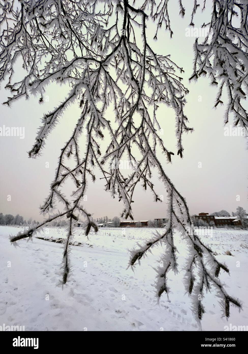 Icy hoarfrost tree branch with still sky and snowfield on the background - Smartphone Captured Stock Image