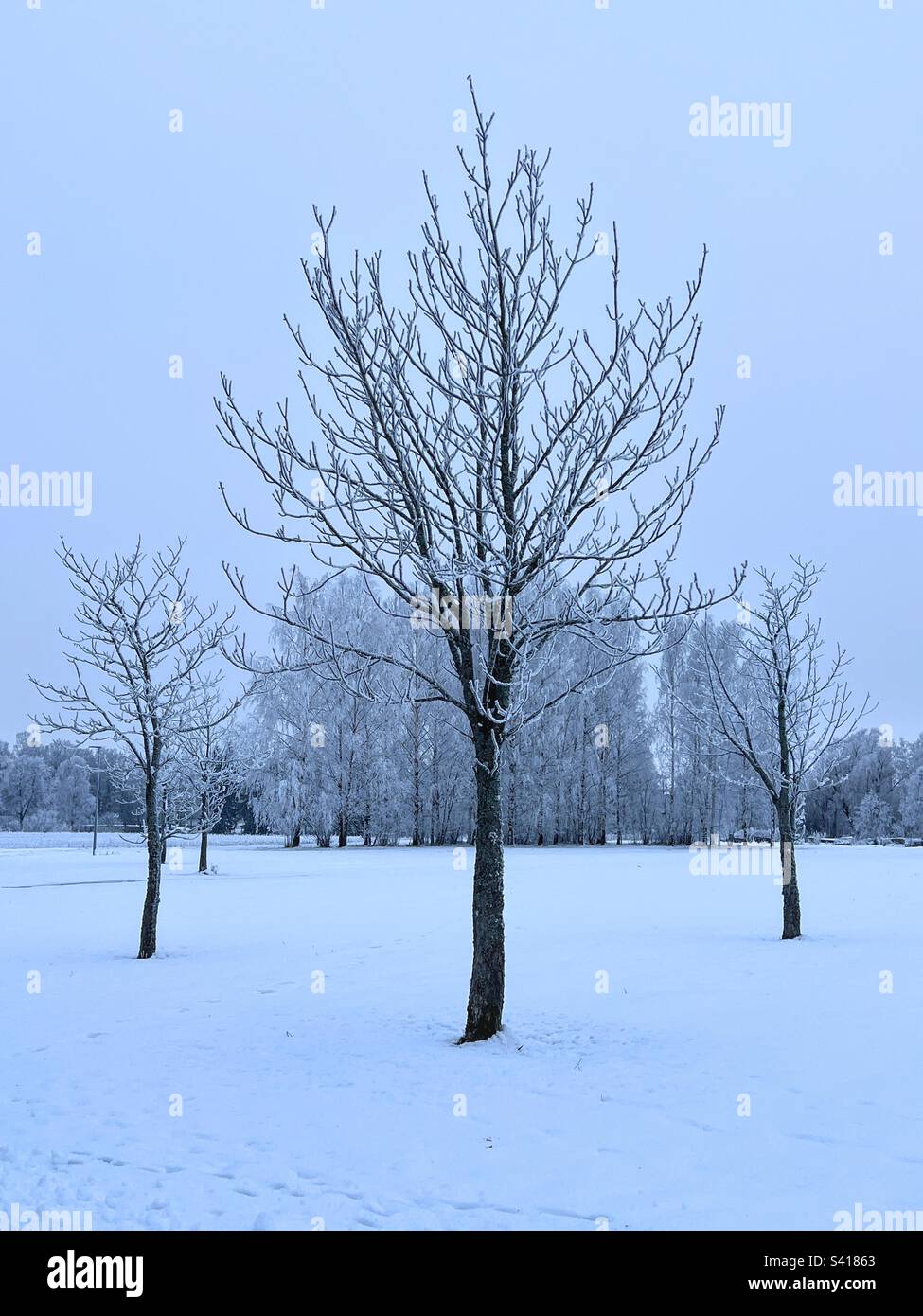 Tree single tree in the middle of the snowfield and group of trees on the background - Smartphone Captured Stock Image