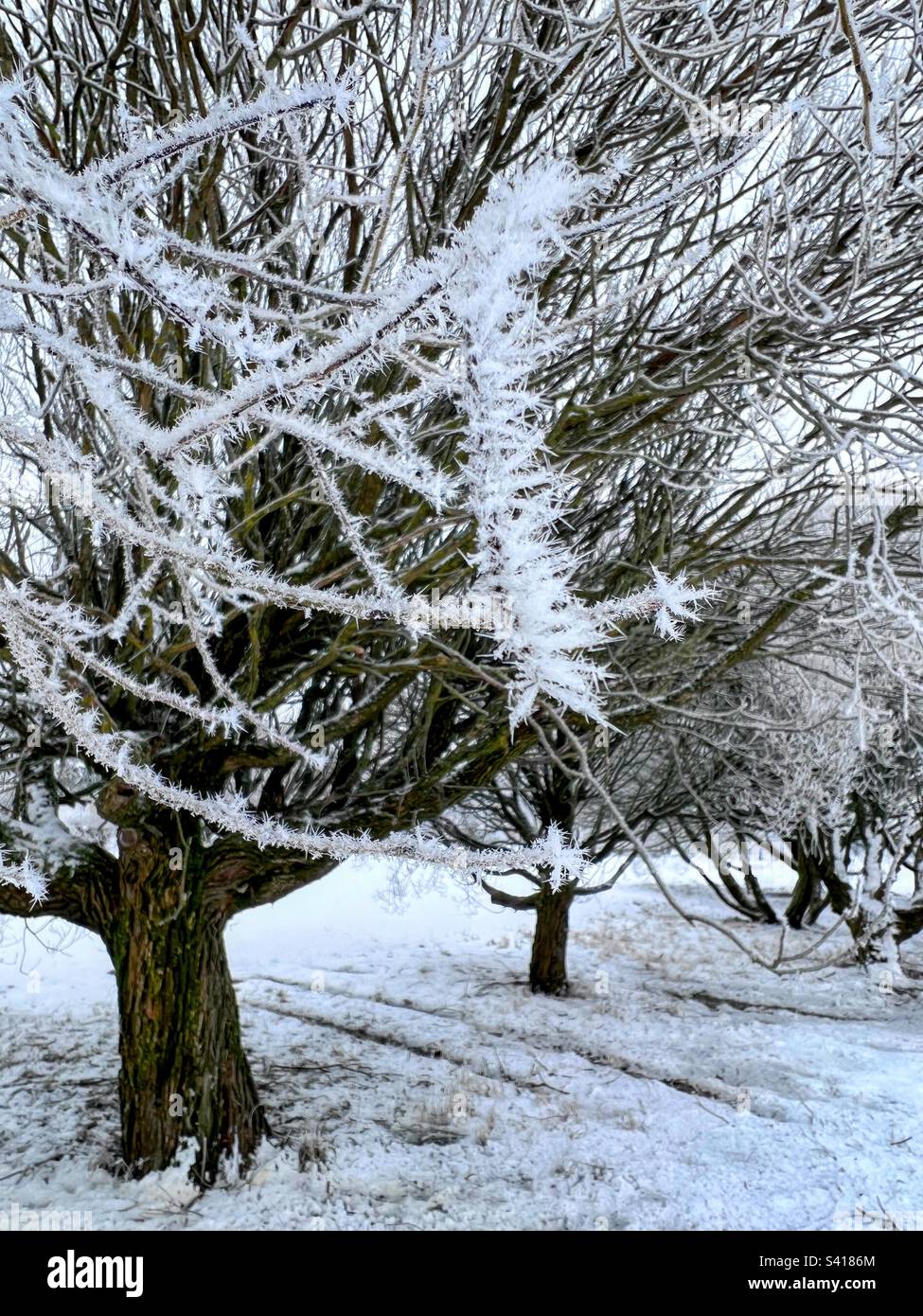 Close view to the icy hoarfrost twig with snowy trees behind - Smartphone Captured Stock Image