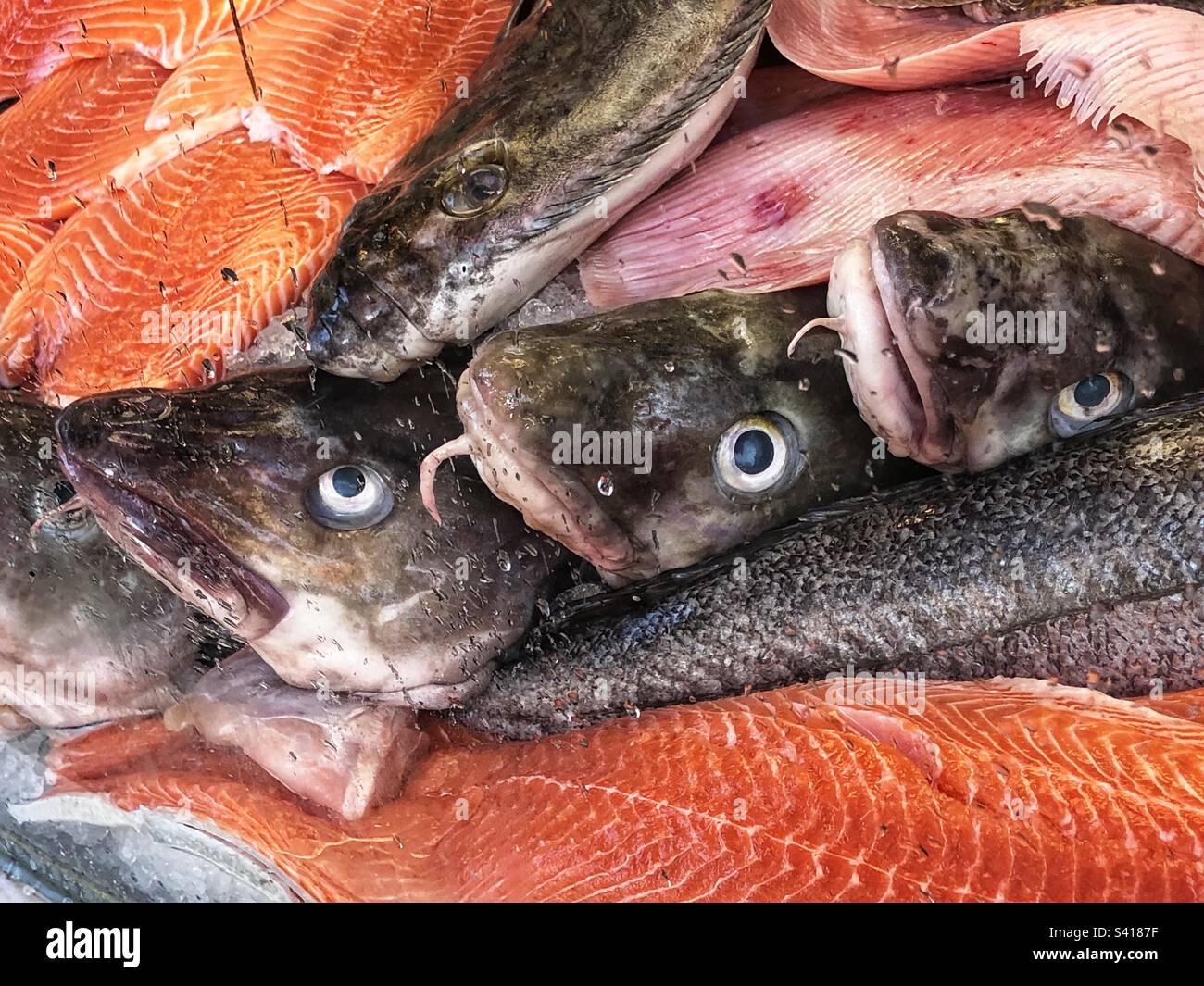 Fishmongers window with Cod and Salmon fillets - Smartphone Captured Stock Image