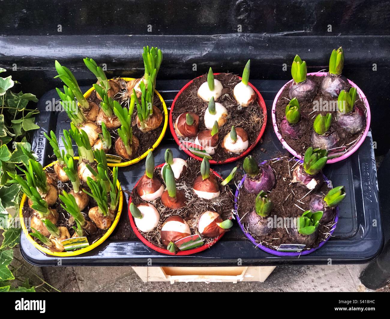 Sprouting Spring shoots of Tulip, Hyacinth and Narcissus Tête-à-tête Daffodil bulbs in pots for sale at florist Stock Photo