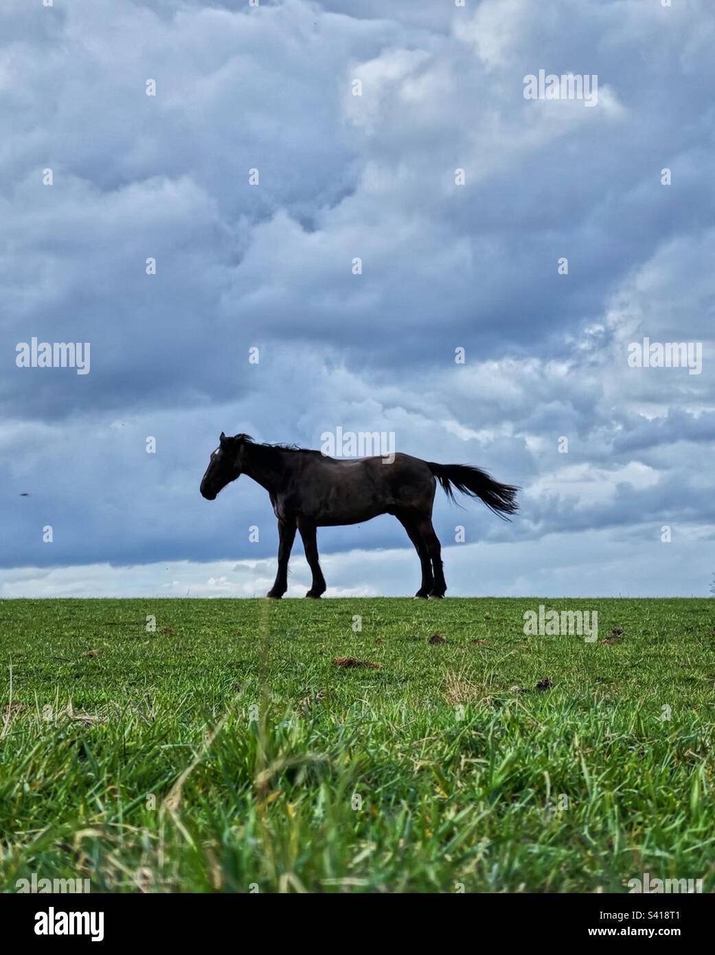Black horse on grassy hill against moody sky. - Smartphone Captured Stock Image