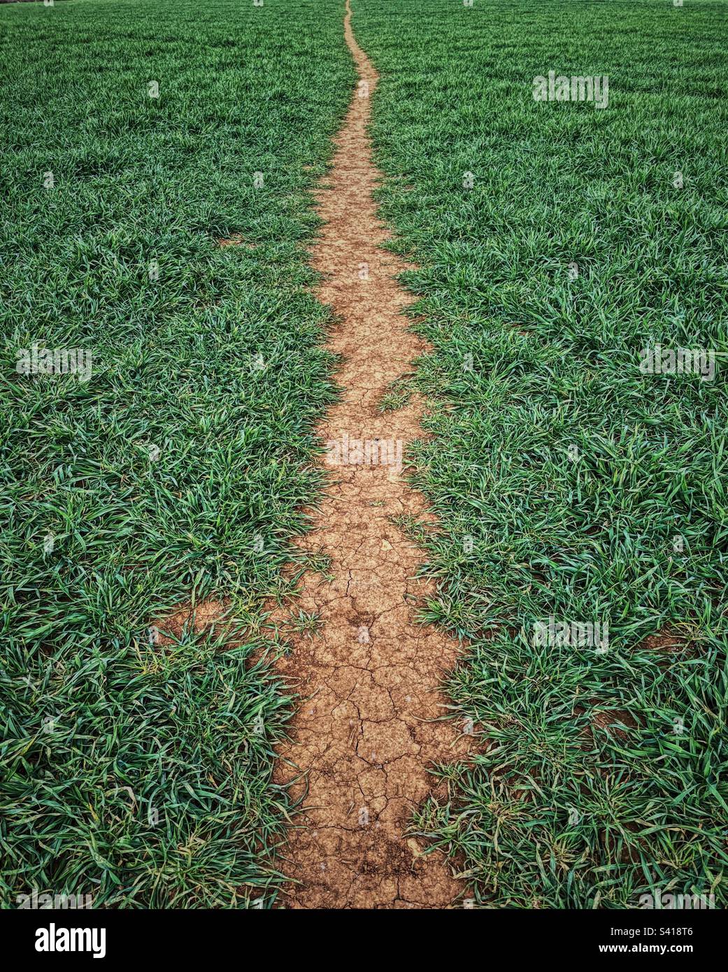 Dry, cracked dirt pathway through grassy field, leading off into distance. - Smartphone Captured Stock Image