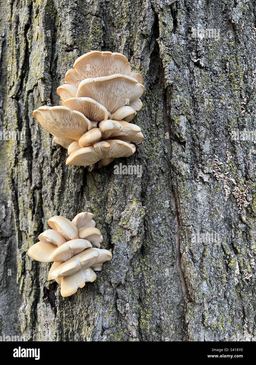 A cluster of oyster mushrooms growing on a tree in New Jersey, USA