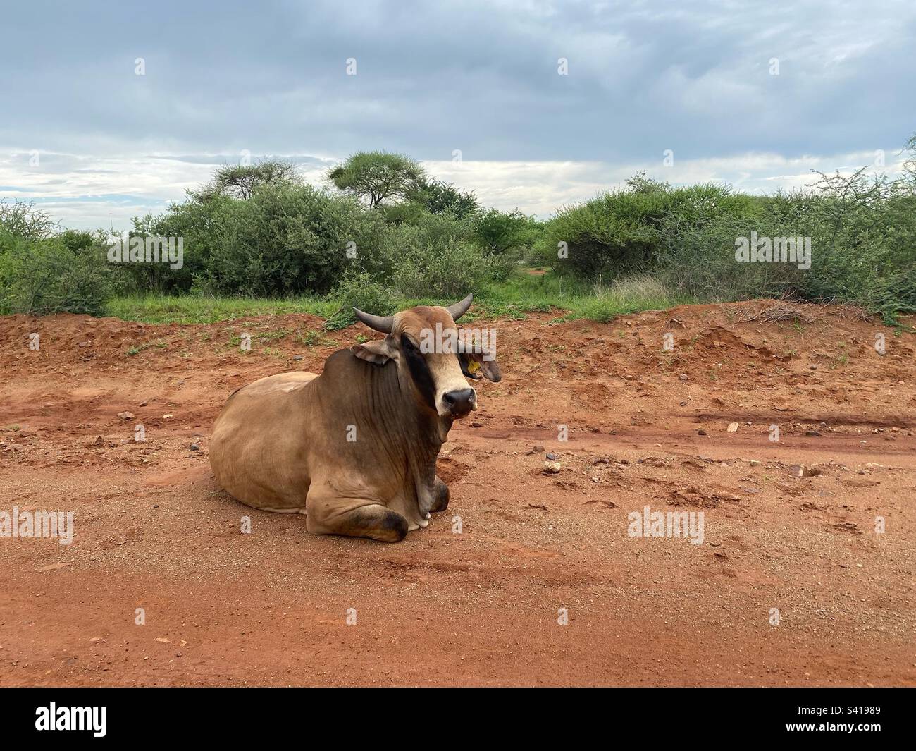 Wild cow in Botswana Stock Photo Alamy