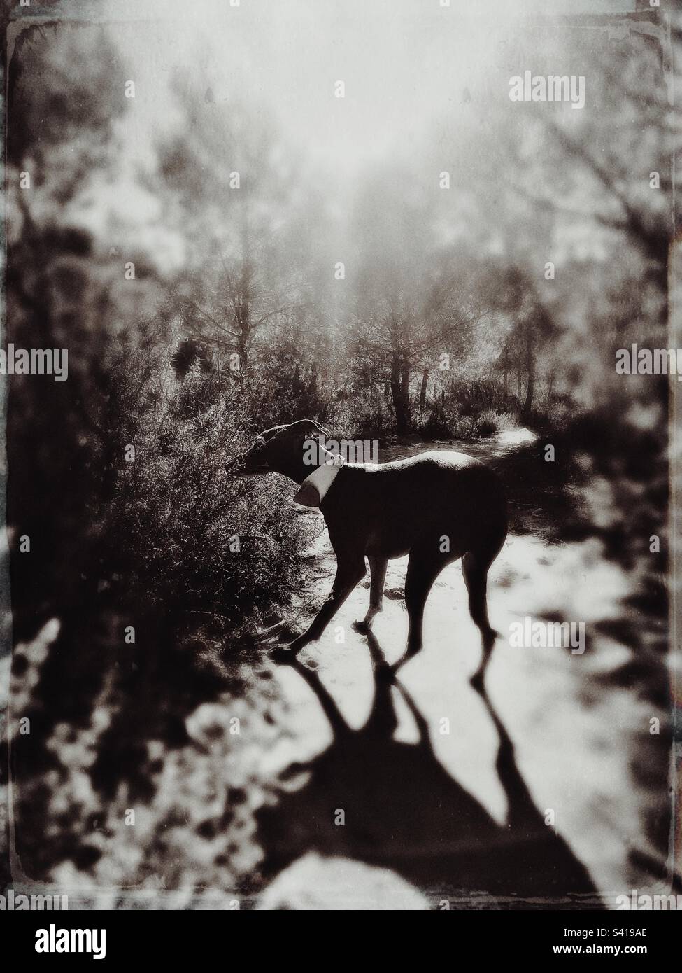 Vintage style photo of an Italian greyhound dog , image is edited to give it a tintype photo look - Smartphone Captured Stock Image