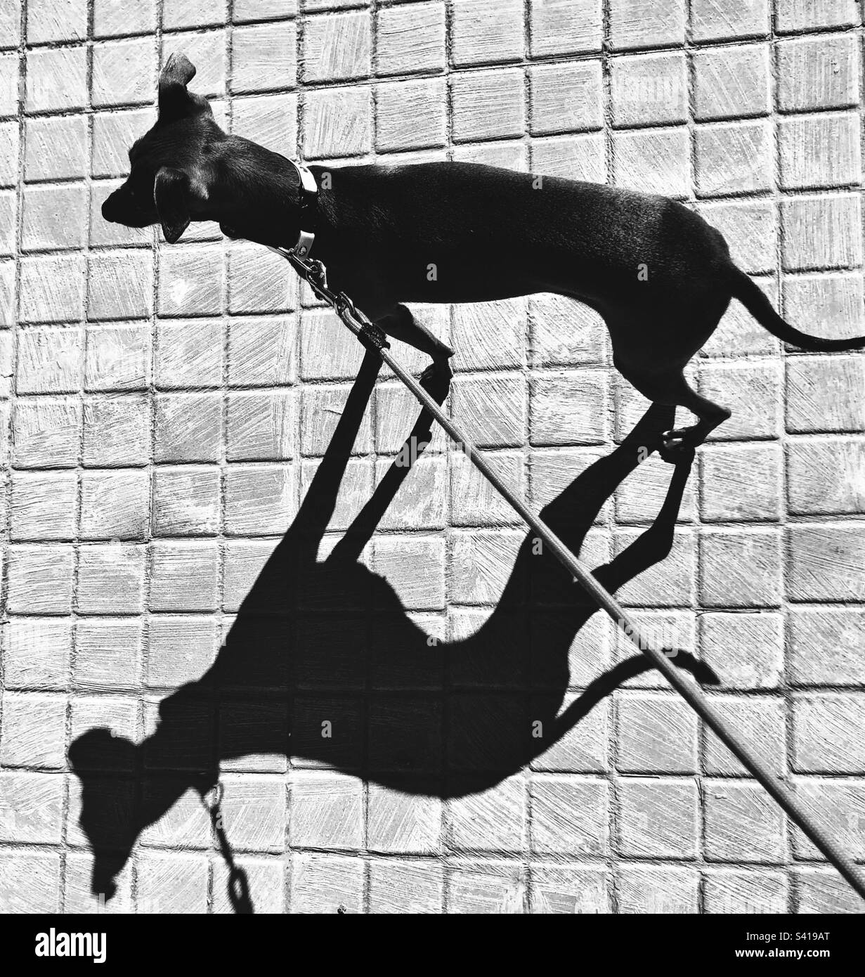 Italian greyhound and it’s shadow on cobblestone pavement Stock Photo