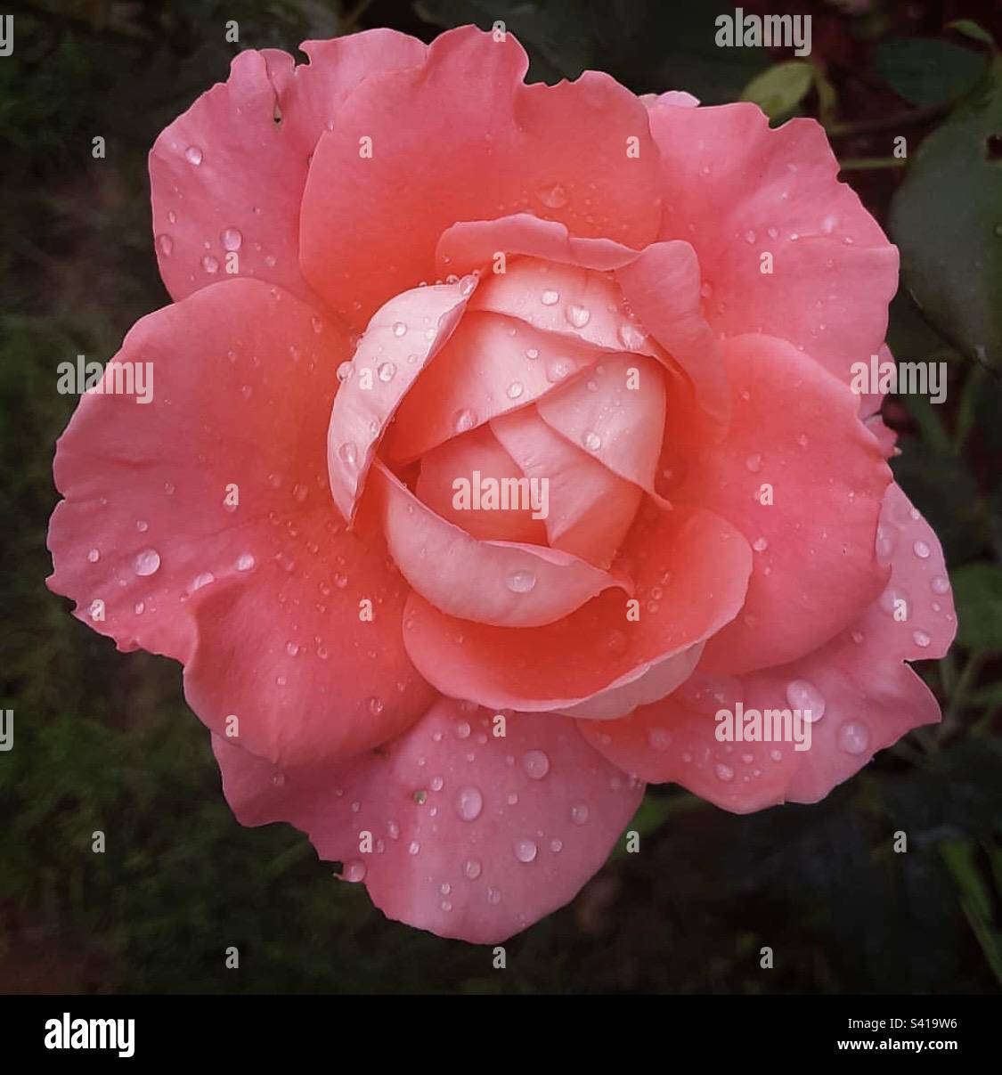 Pink Rose with water droplets…beauty after a rain shower Stock Photo