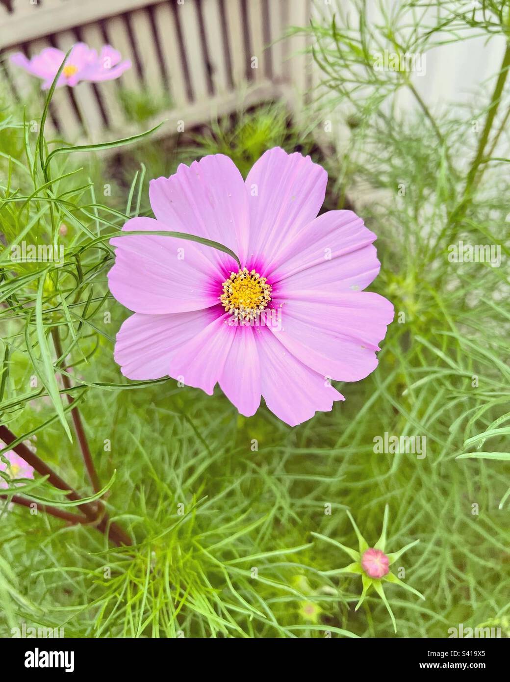 Cosmos flower Stock Photo