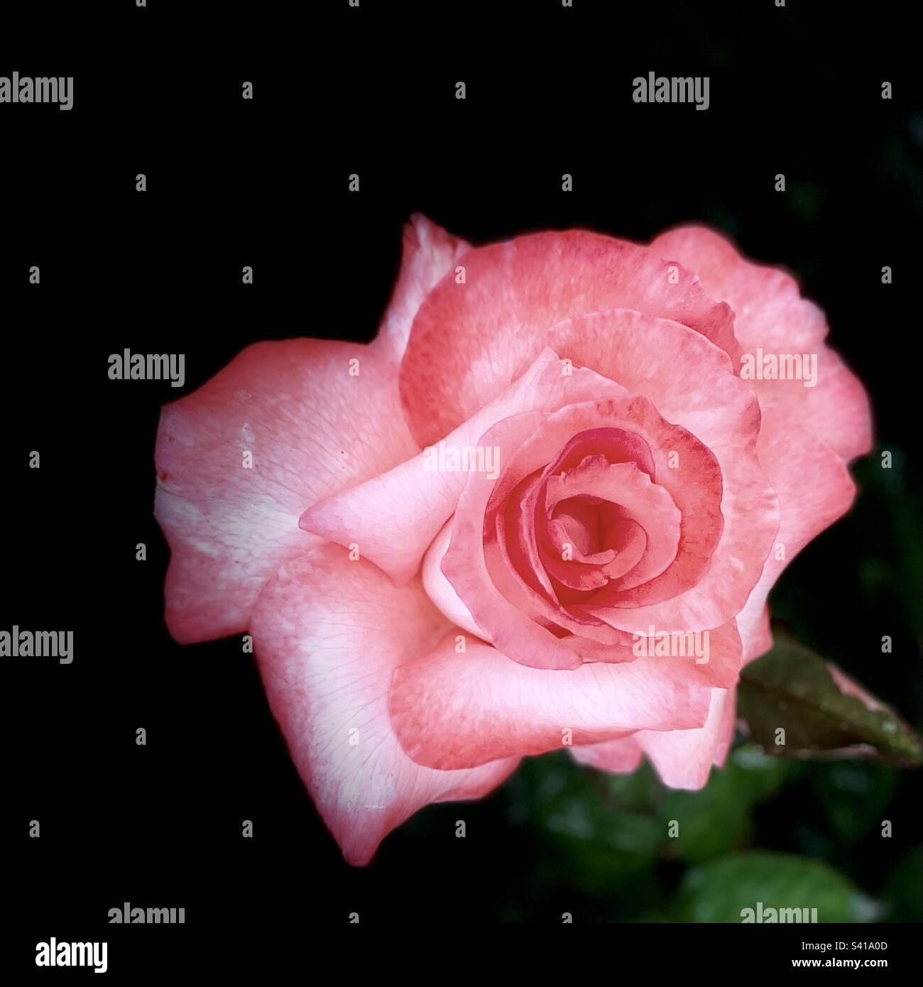 Portrait flushed pink rose, stage light, black background Stock Photo