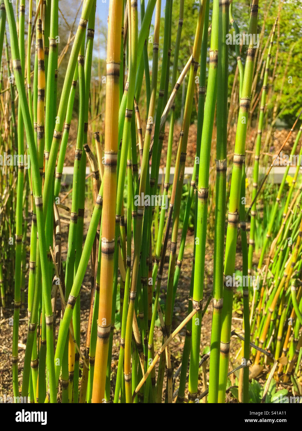 Green bamboo plants Stock Photo Alamy