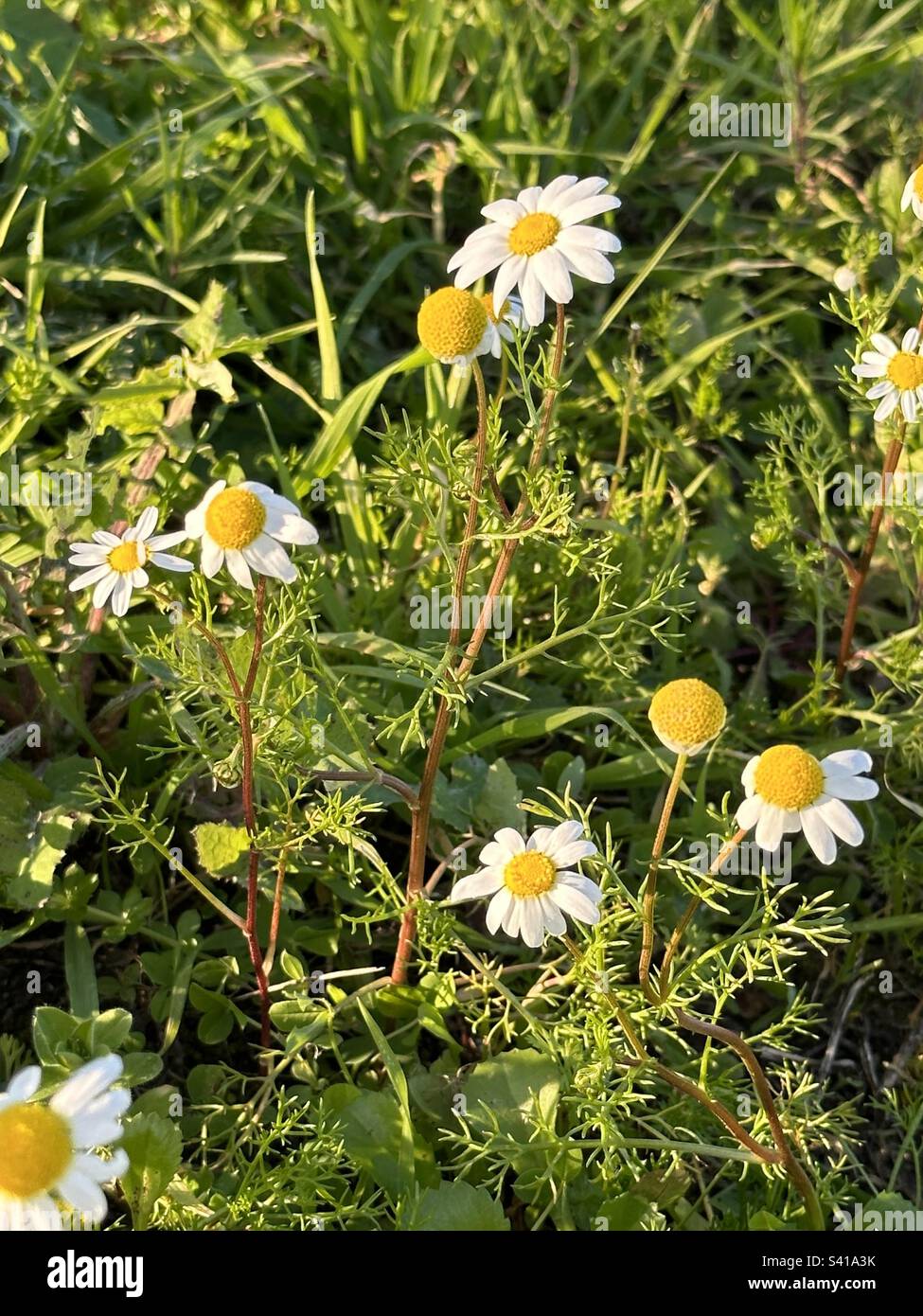 Chamomile and it’s healing properties Stock Photo Alamy