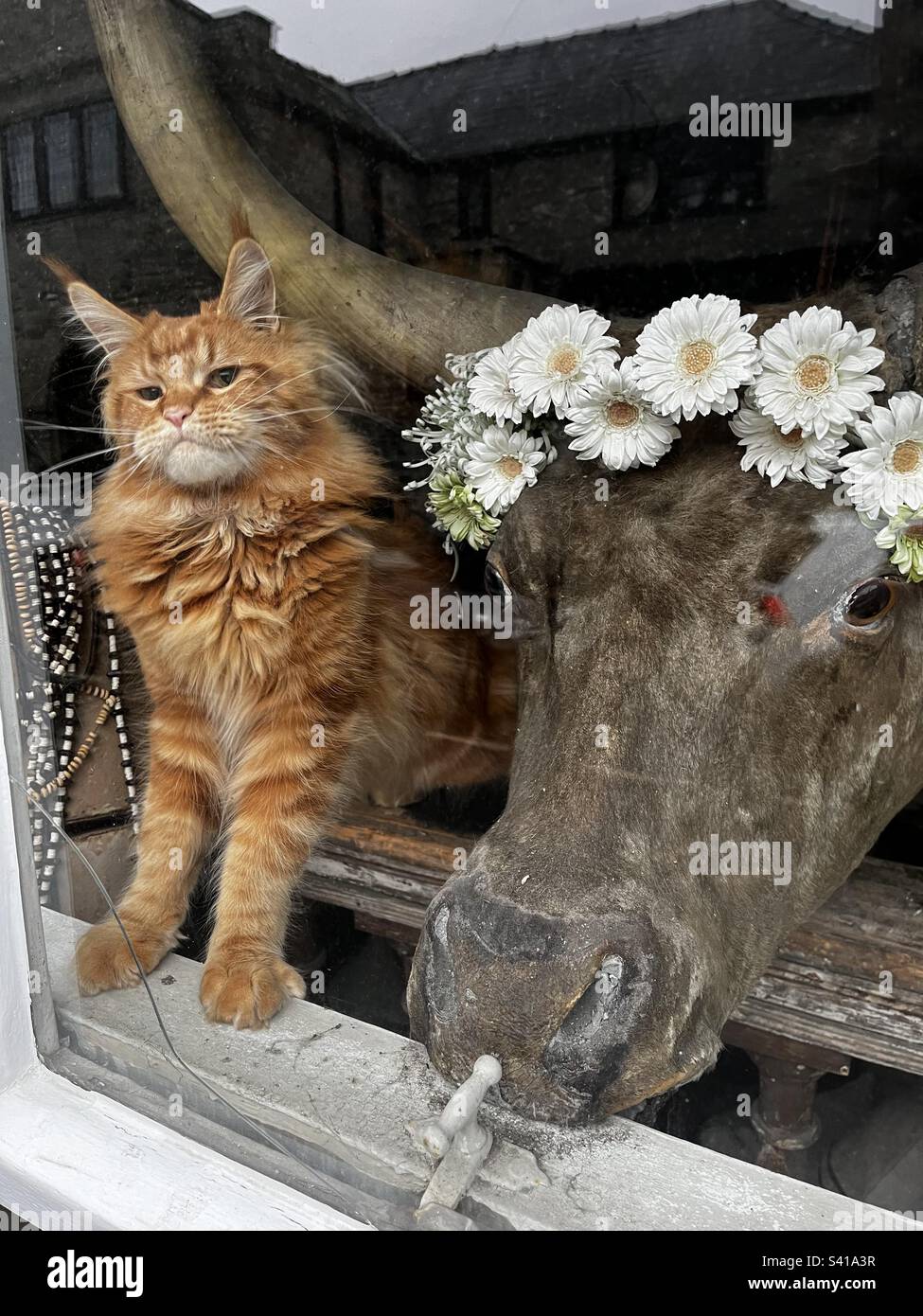 Fortune cheap cat sw13