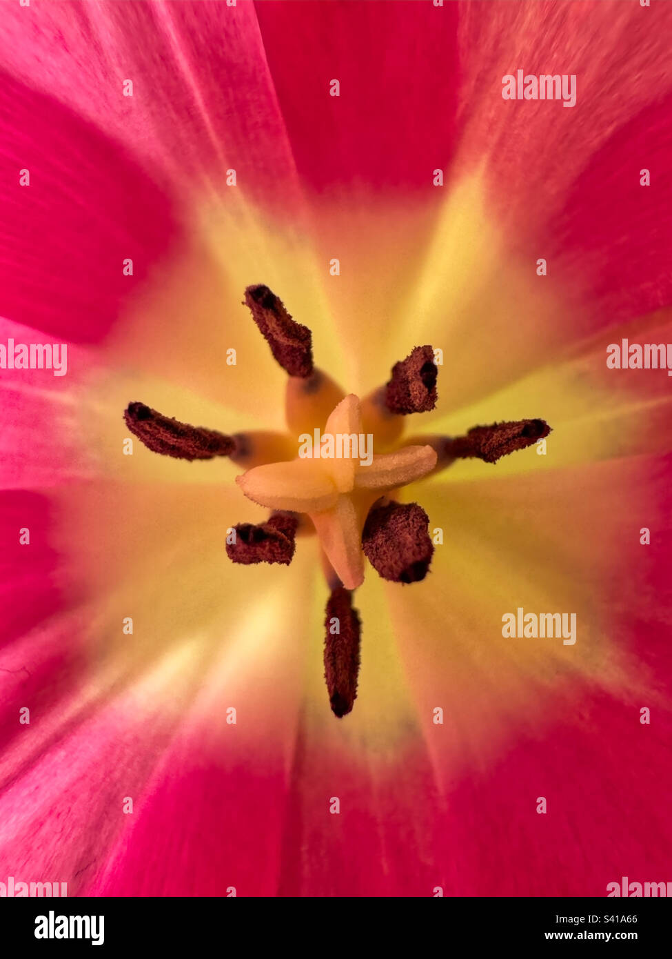 Tulip macro - Smartphone Captured Stock Image