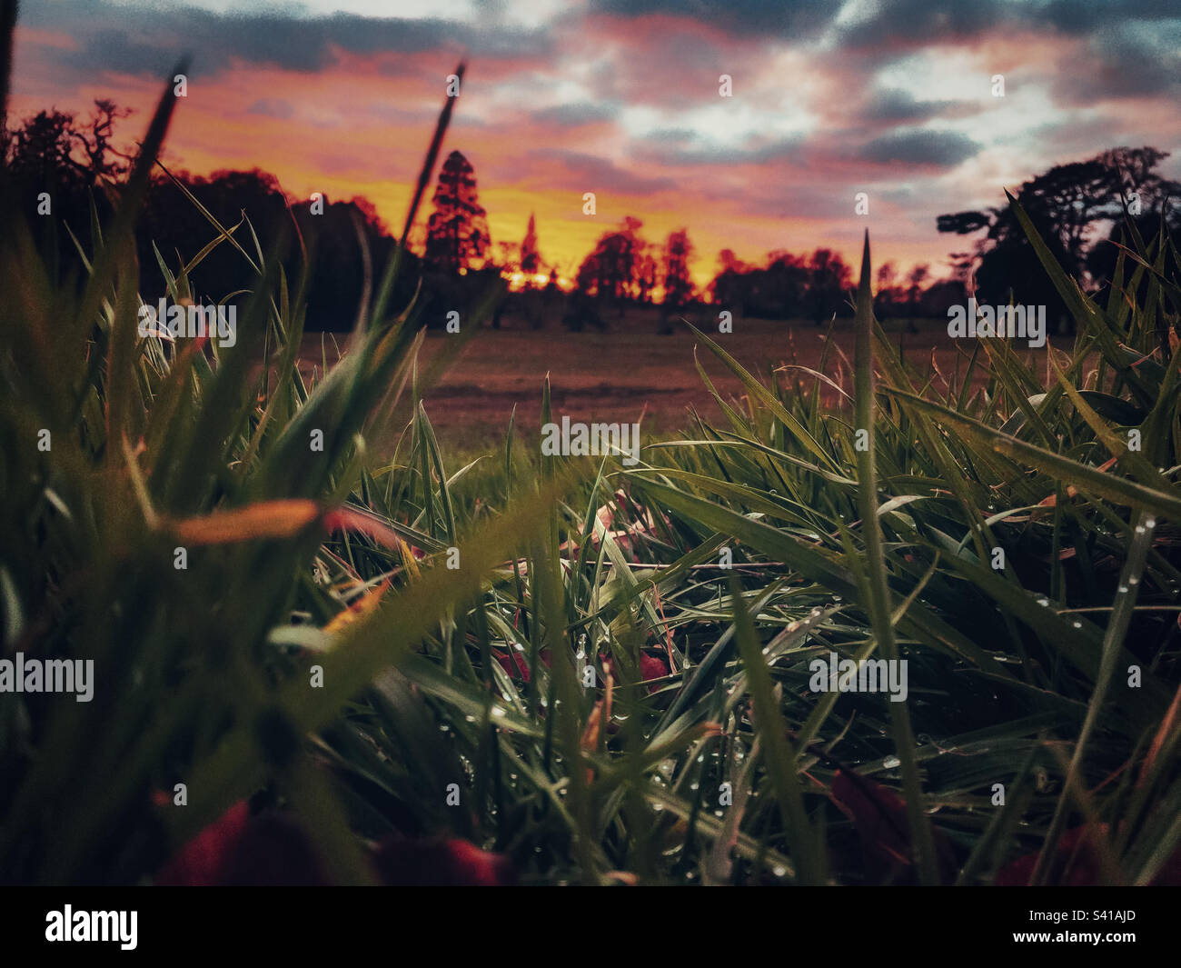 Silhouette trees with sunset in the background and close up of grass in the foreground. - Smartphone Captured Stock Image