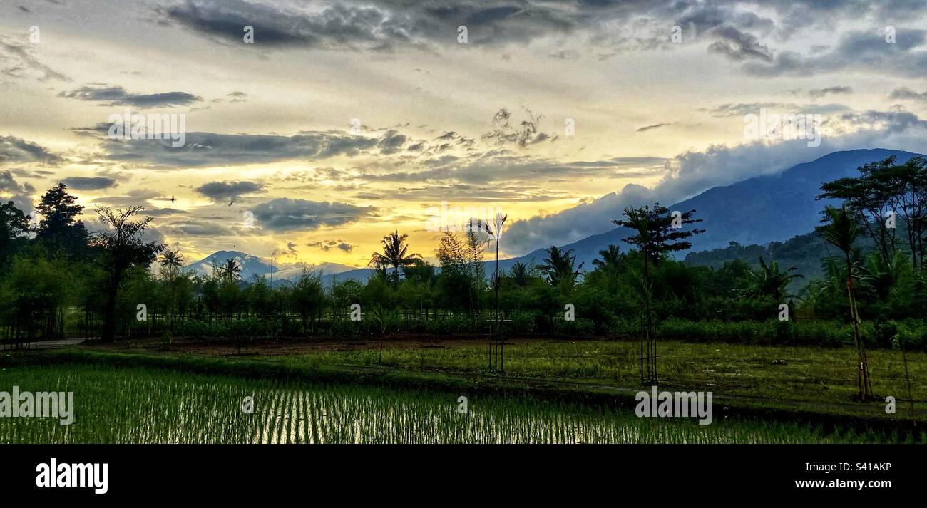 View over rice fields of the volcanos of Mount Ungaran and Mount Merapi in Central Java Indonesia Stock Photo