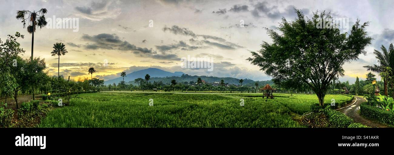 View over rice fields to Mount Ungaran in Central Java Indonesia - Smartphone Captured Stock Image