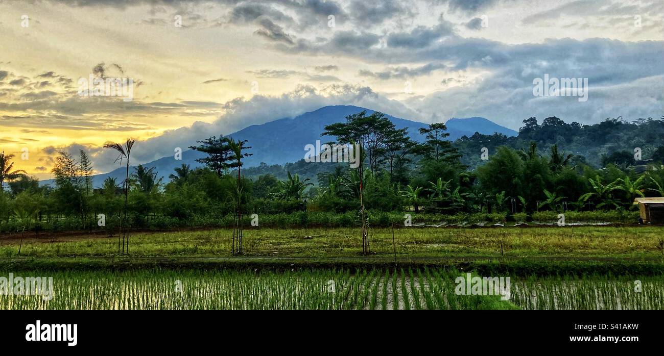 View over rice fields of the volcanos of Mount Ungaran in Central Java Indonesia Stock Photo