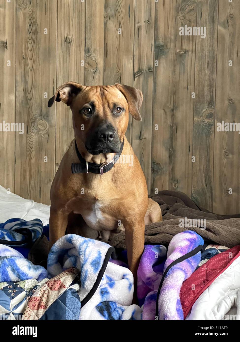 Pit bull sitting on bed Stock Photo Alamy