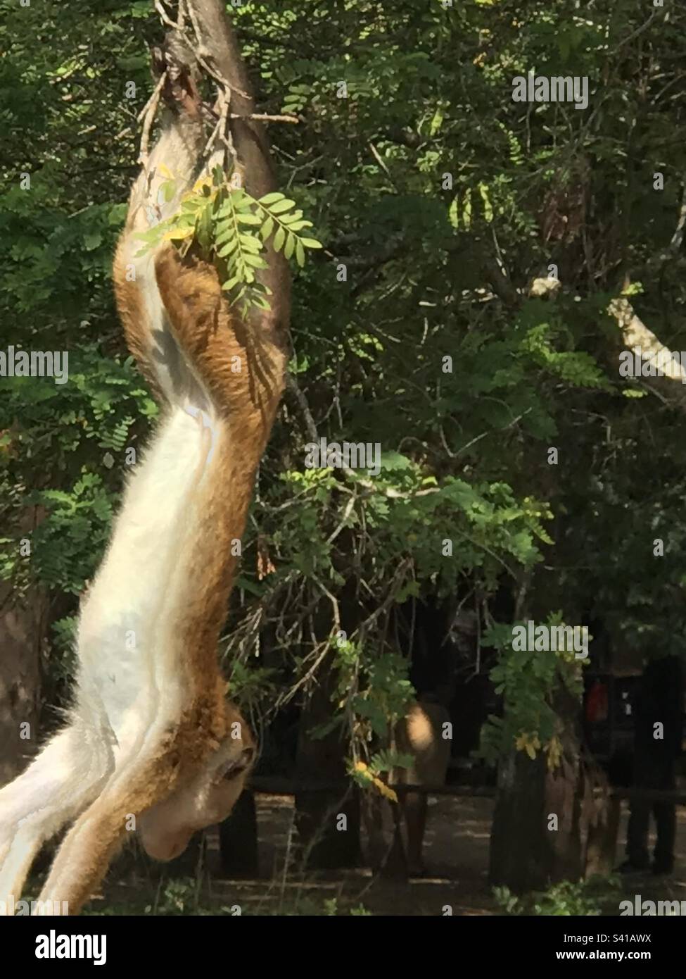 Monkey swinging upside down in rain forest in Sri Lanka Stock Photo