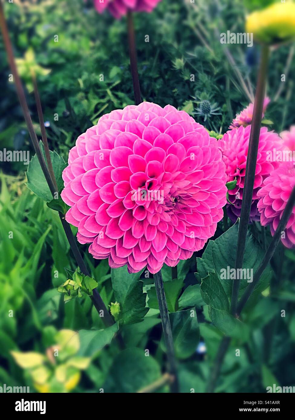 Pompon dahlias, as their name suggests, have pompon-like flowers . Their petal grow inwards for the creation . Stock Photo