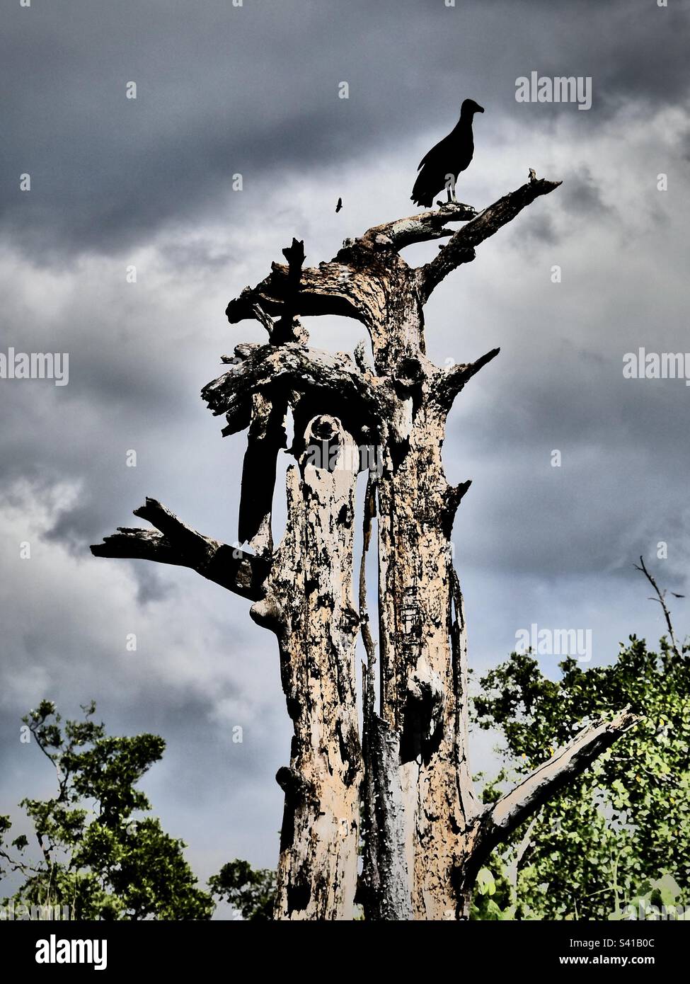 A black vulture sits on a dead tree near the beach in Nosara in Costa Rica - Smartphone Captured Stock Image