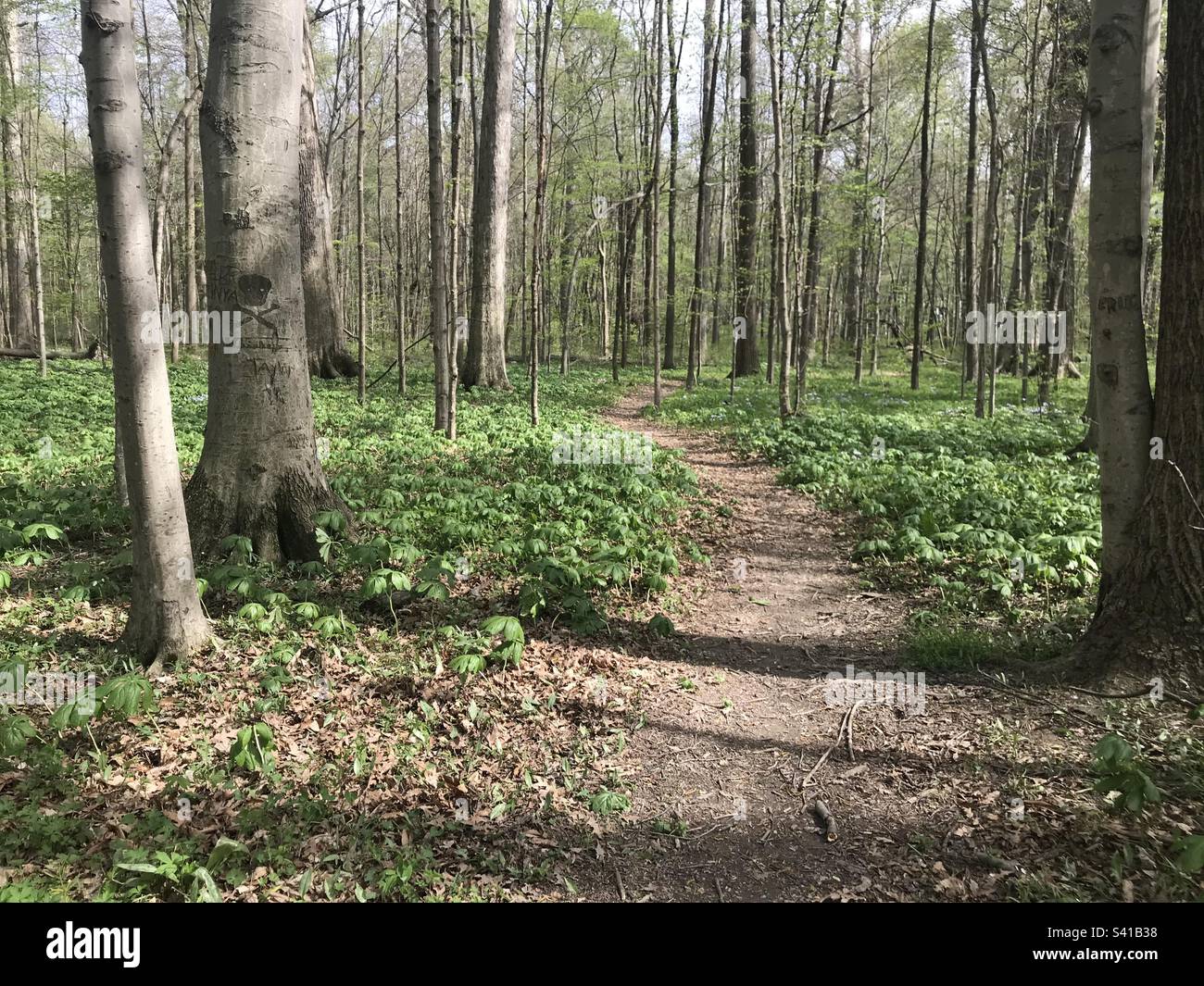 Trail in the woods, path Stock Photo Alamy