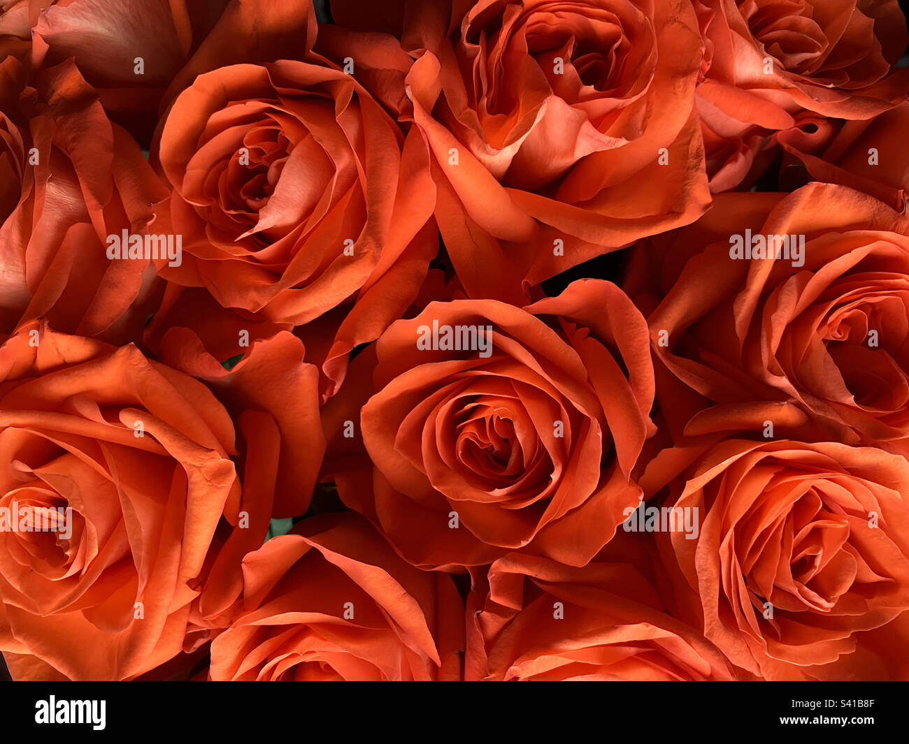 Bouquet of bright orange roses, detail of flowers from above Stock Photo