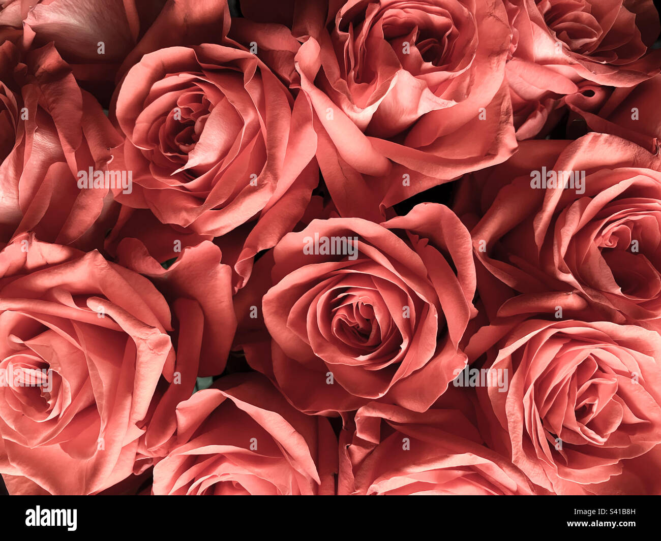 Bouquet of beautiful dusky pink roses, detail - Smartphone Captured Stock Image
