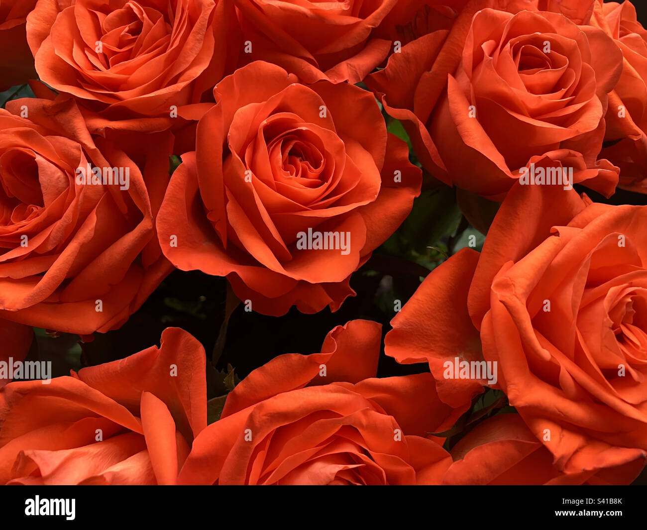 Bouquet of beautiful bright and vibrant orange roses Stock Photo