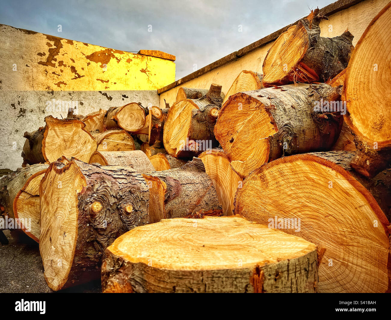 Stacked pile of cut logs in the shadows of the golden evening Sun light. - Smartphone Captured Stock Image