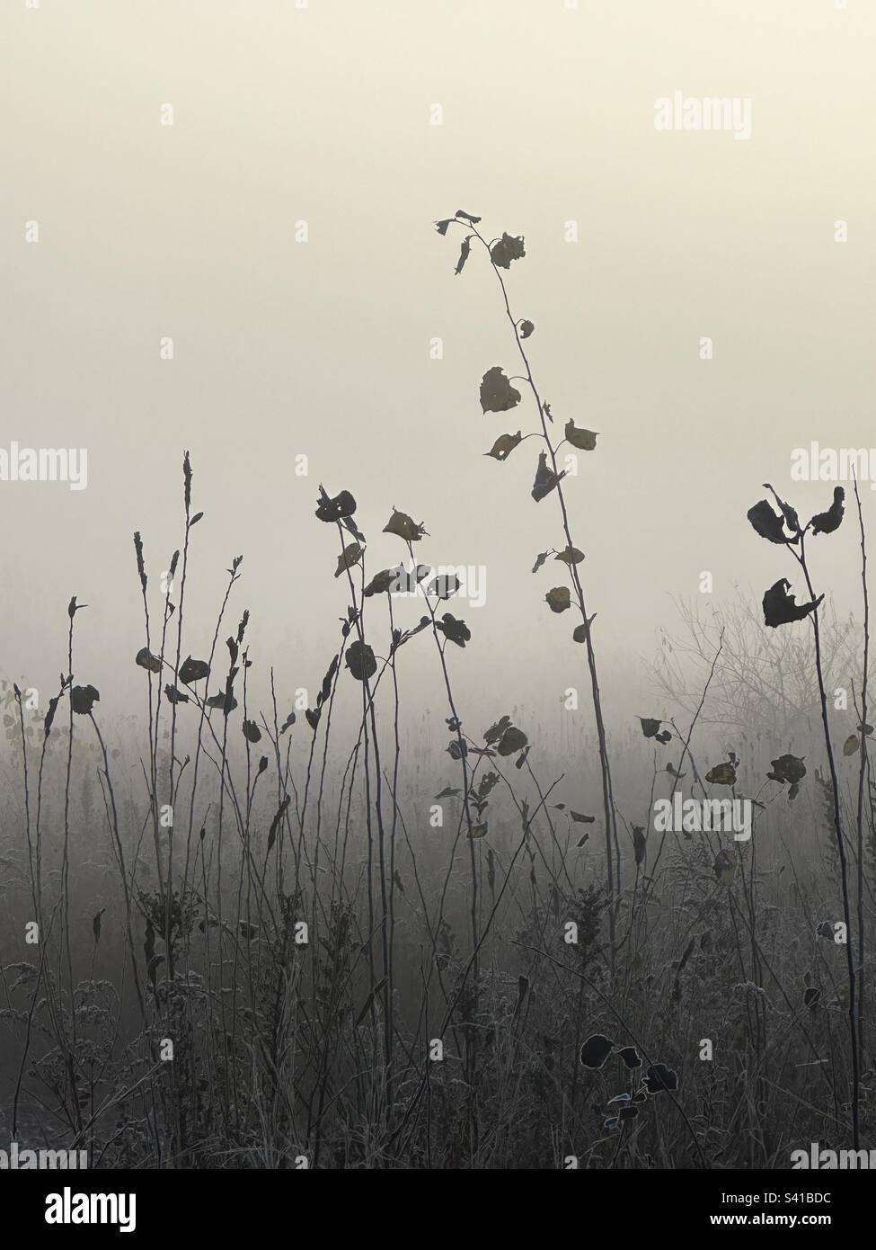 Plants and fog hi-res stock photography and images - Alamy
