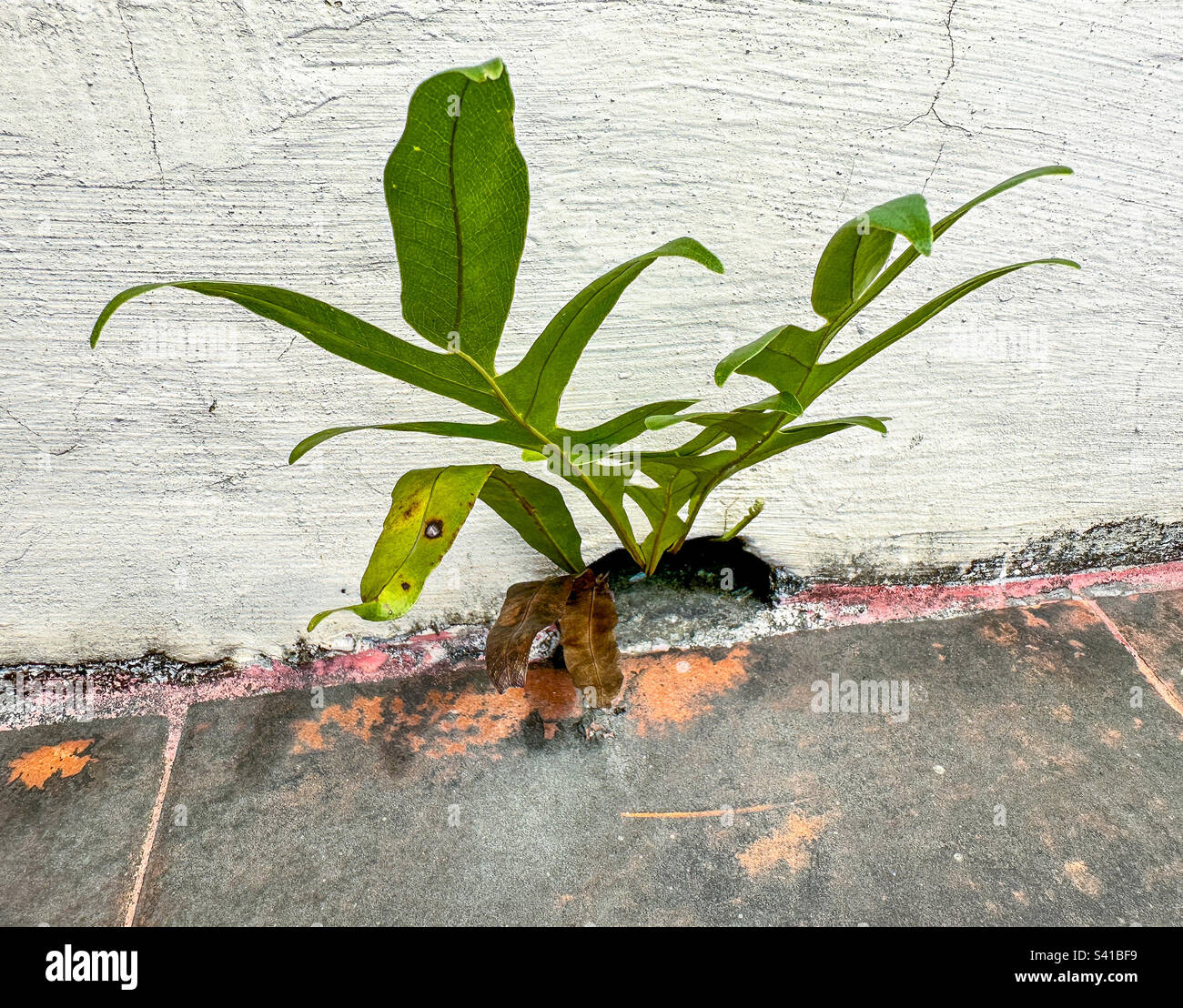 Plants growing from the wall hi-res stock photography and images - Alamy