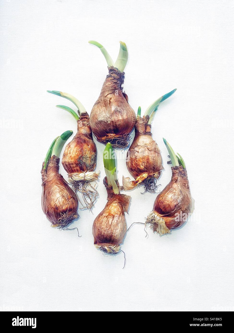 Six daffodil bulbs. - Smartphone Captured Stock Image