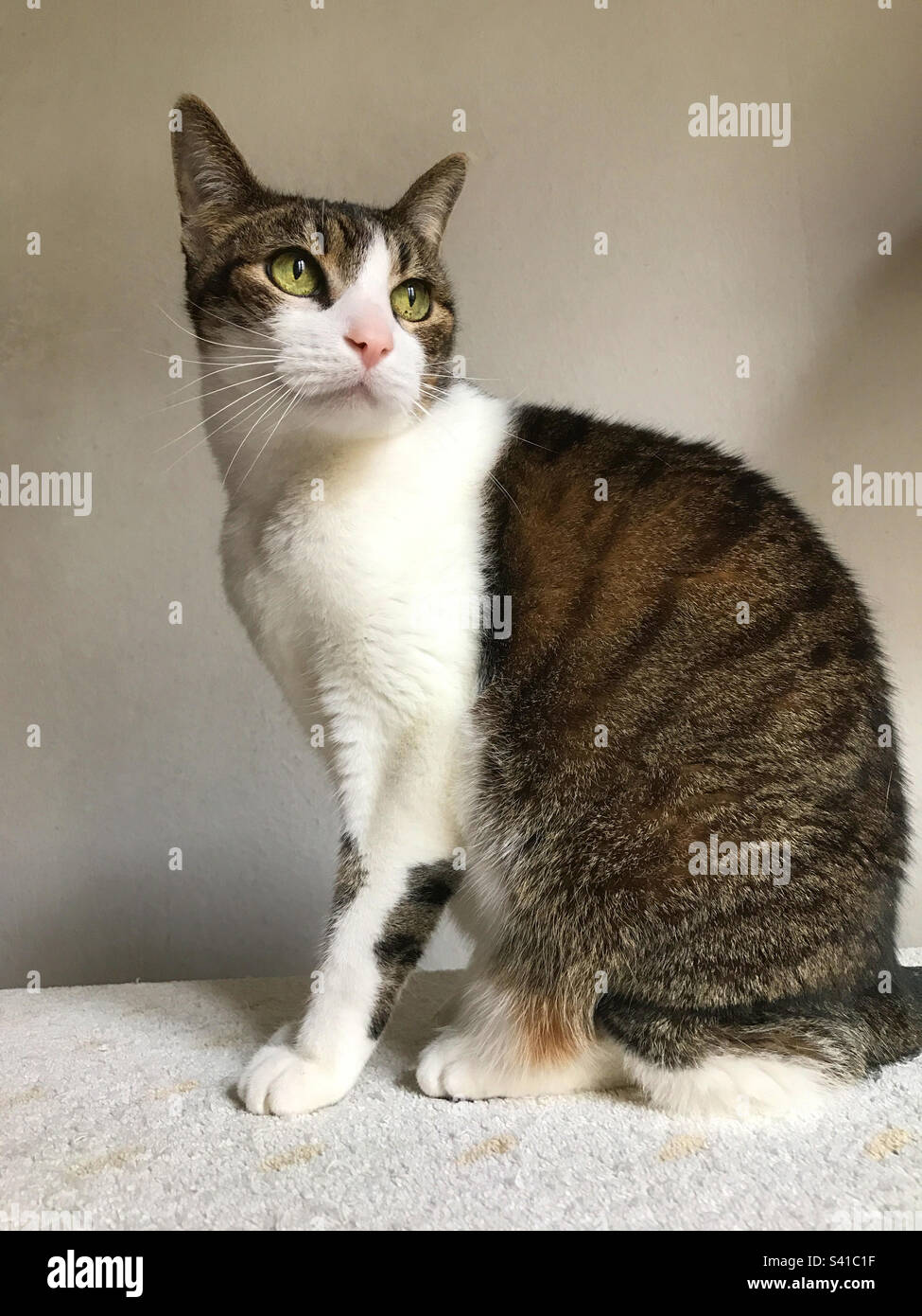 Tabby and white cat sitting. - Smartphone Captured Stock Image